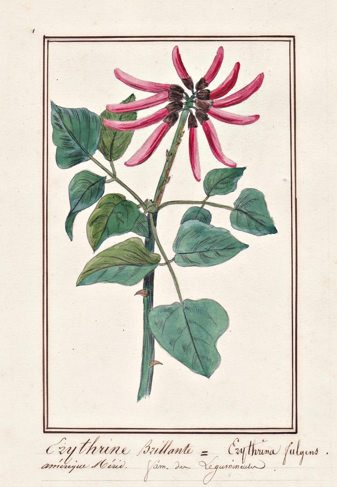 Coral Tree Botánica Flor Botánica Acuarela Dibujo 1830