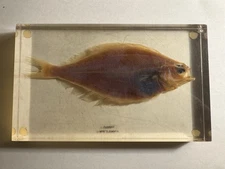 Fish Specimen-Flounder- In Lucite Resin Block Education Specimen