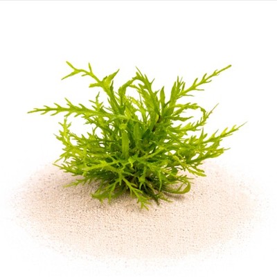 Hygrophila Odora