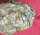 Olive Green / Yellow California Brecciated Jasper With Quartz 5+LBS Rough — photo 6