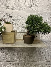  Juniper itoigawa Bonsai tree  mame 