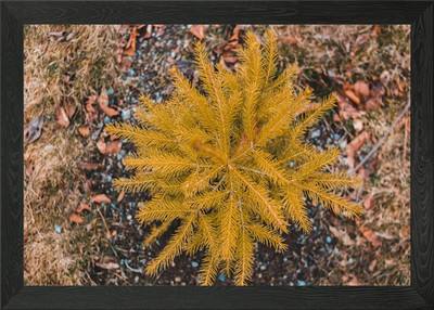 Golden Spruce Setzling Overhead Ansicht gerahmtes Wandbild Poster Leinwanddruck Bild
