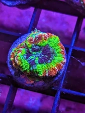 WYSIWYG RARE Multicolor Deep Water Asian Acan Lord Micro LPS SPS Acro Zoa JF WWC