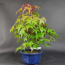 Bonsai - Fächerahorn, Acer Palmatum Deshojo, Japan