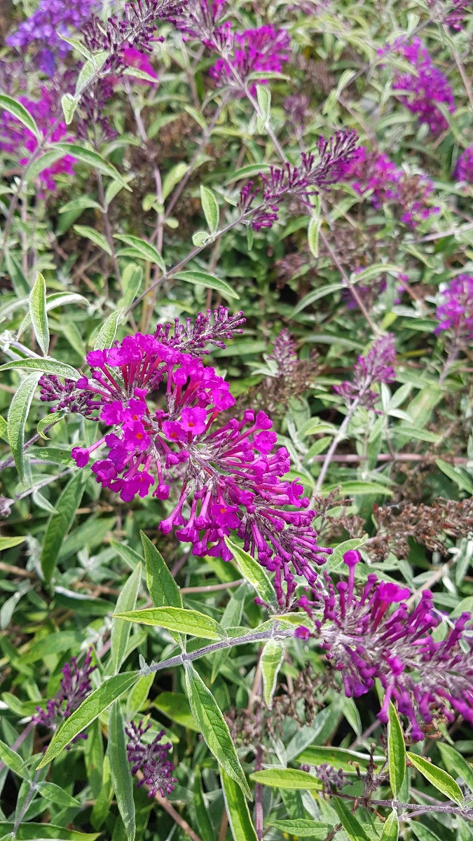 Buddleia davidii Nanho Purple arbre aux papillons pot de 3L