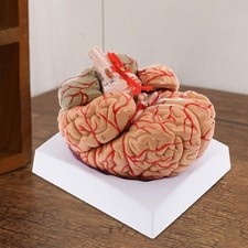 Menschliches Gehirnmodell mit Sockel &ndash; Lehrmittel f&uuml;r naturwissenschaftliche