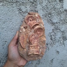 Museum-Qua Cretaceous Fossil Cretolamna Vertebrae Mosasaur Tooth Original Matrix