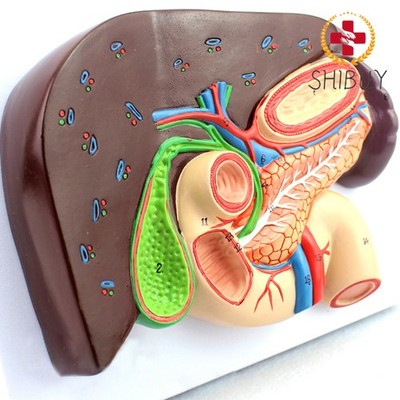 Hepatobilier Pankreas Duodenum Relief Model Anatomical Model