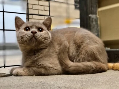 Pedigree British Shorthair Kitten Ready Now Cats Kittens