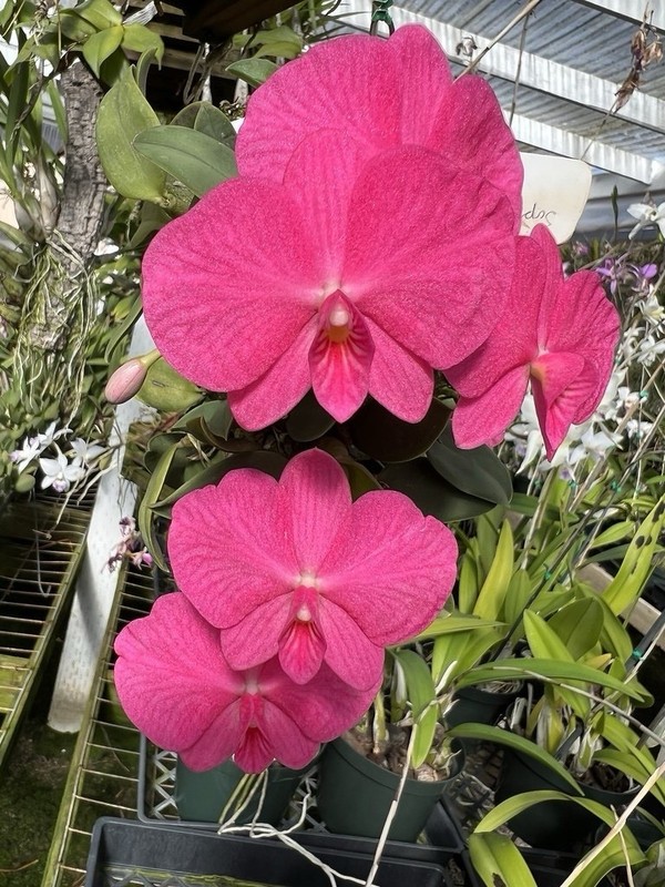 DO - Sophronitis wittigiana 'Pink Opal' x self, Cattleya, Orchid species, rare!