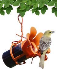 Jelly Bird Feeder, Oriole Feeder, Easy to Fill with Jelly or Jam, Plastic Jar In