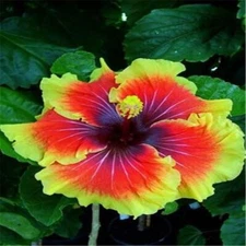 20 SEEDS red yellow HIBISCUS flower exotic bush garden/house plant USA Seller