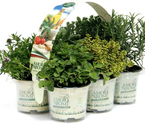 Piante di erbe aromatiche in vaso (6) - Foto 11 di 24