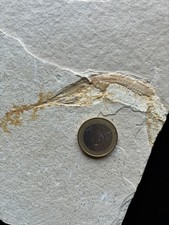 Schnabelfisch Solnhofen Jura Fossilien