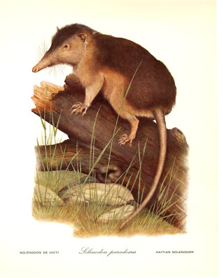 1970 Vintage Print Painting Haitian Solenodon Helmut Diller Endangered Animal