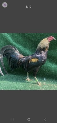 6     Hatching Eggs Message For Breed 