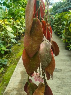 Hoya Caudata Sparkling Red Sp Mentawai Pink Flower Mature Size