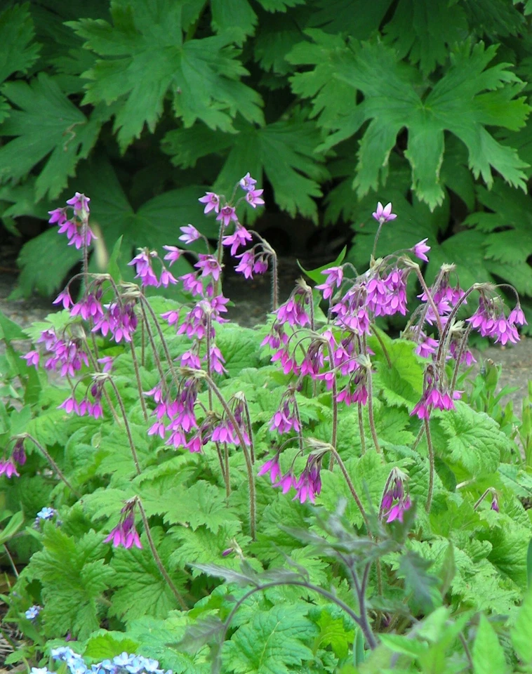Primula Matthioli : 60 Seeds : syn. Cortusa Matthioli : Alpine Bells - Image 2 of 4