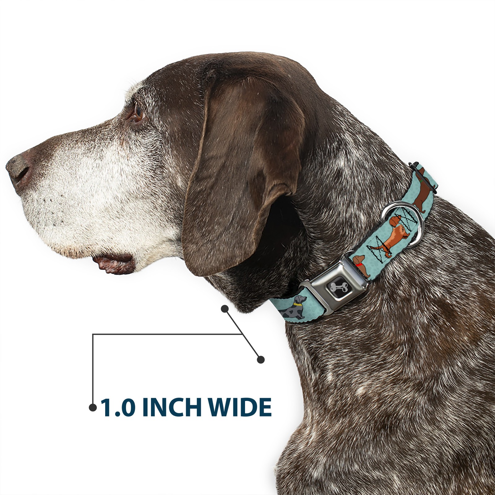 Dog Collar Bone Dachshund 4-Dogs/Paws Aquas WIDE-Medium 16-23"
