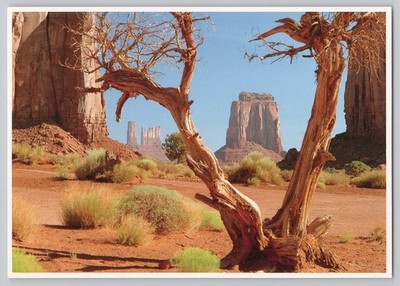 Monument Valley Navajo Tribal Park Juniper Tree Postcard Russ Finley