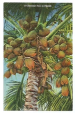 Coconut Palm Tree Florida FL  Postcard Linen