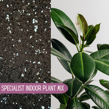 RUBBER PLANT COMPOST (Ficus Elastica) With Activated BIOCHAR & PERLITE