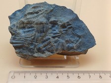 Trilobiten im Gestein; Ellipsocephalus hoffi ...