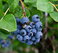 Top Hat Blueberry Plant - 5-8" Tall - 4" Pot