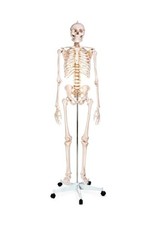 Human Anatomical Skeleton Model Full Size on A Stand.