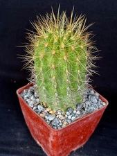 Neochilenia chilensis v. albiflora, cactus plant