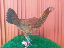 Exotic Hybrid | Rat Graves Leiper X Ganoi Don Asil | ( 1 X BIRD ) (PARENT PICS)