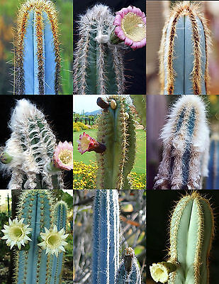 Pilosocereus fulvilanatus @ cacti cactus seed 20 SEEDS 
