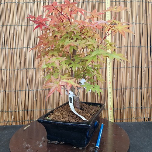 Bonsai di Acero Deshojo h 35cm Visita il mio negozio! - Foto 3 di 10