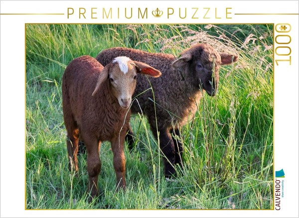 Calvendo Puzzle Brown Sheep | 1000 Pieces, Finished Size 25.2 × 18.9 In (64 × 48-image