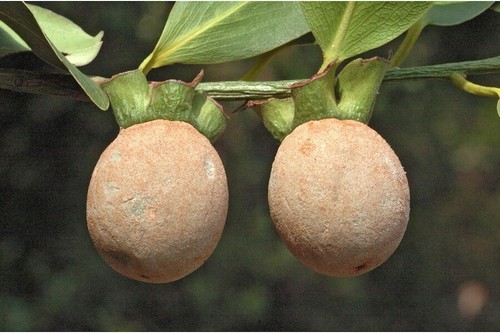 15 semi Diospyros peregrina, semi di cachi indiani, semi di panancca - Foto 5 di 5