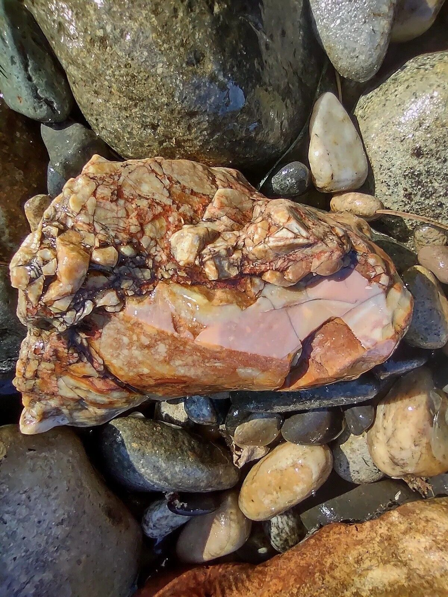 Opalized Petrified Wood Raw Display Washington State 2lb. Rainbow