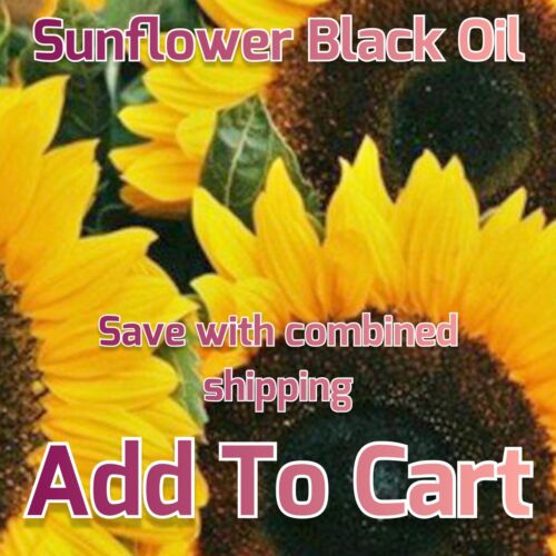 Seeds Vegetable Herb NON-GMO Organic Sunflower Black Mammoth Oil