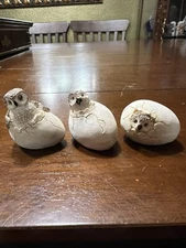 Darling MCM Trio Of Baby Owl Eggs Hatching