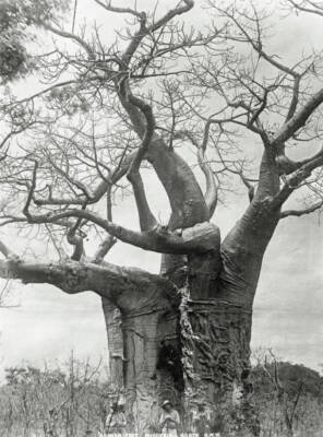 Baobab Tree Rhodesia Zimbabwe In 1890 OLD PHOTO