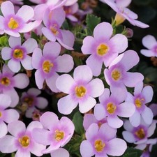 6 Trailing Bacopa Giant Flowering  Pink Eye Hanging Basket Patio Plug Plants