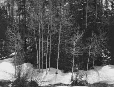 Budding Aspen, Cimarron River Valley, Large Format 4x5 B&W