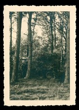 Getarnter Wehrmacht LKW im Wald - Lastwagen KFZ - WK2 Foto 6x9cm
