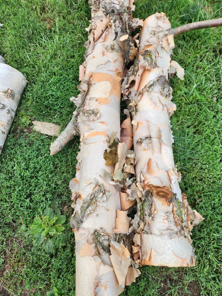 Бревно из белой березы - Live Edge - 24x5 - Изображение 2 из 2