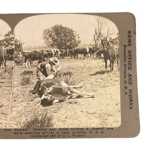 CL Wasson AZ Cowboy Horse Lassoed Cow Thrown c1910 International Stereograph SB3 - Picture 2 of 5