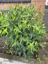 Caper Spurge Mole Plant Euphorbia lathyris drought tolerant 