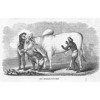 Brahmane Zebu Stier - antiker Druck 1856