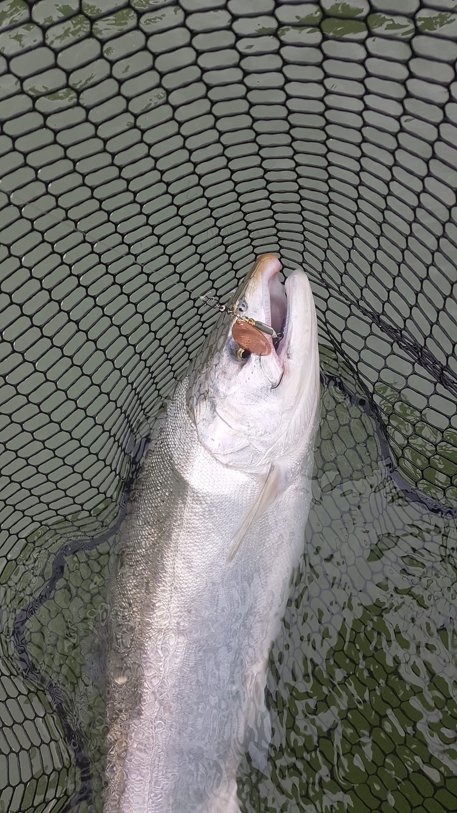 Lures Weighted Fishing Spinners Real Silver (Orange, Silver, Chartreuse, Blue... - Image 4