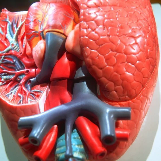 Boost Kidney Health - Complejo probiótico 40 mil millones de UFC - Tabletas probióticas 1B Foto 4 de 4