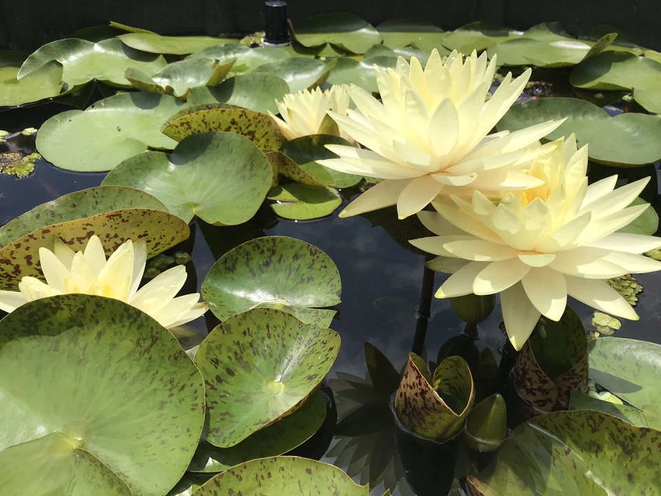 Water Lily 'Texas Dawn' (Nymphaea) / Winter-Hardy Sprouted Tuber Rhizome - Image 2 of 4