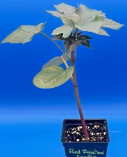 Castor, Zanzibar Red Live Plant 3" Starter Pot - R communis ‘Zanzibarensis’